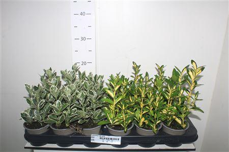 <h4>Euonymus Jap Gem</h4>