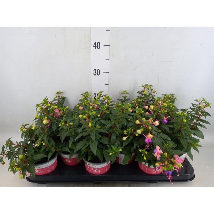 <h4>Fuchsia  'Bella Fuchsia Mariska'</h4>