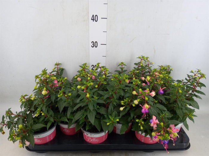 Fuchsia  'Bella Fuchsia Mariska'