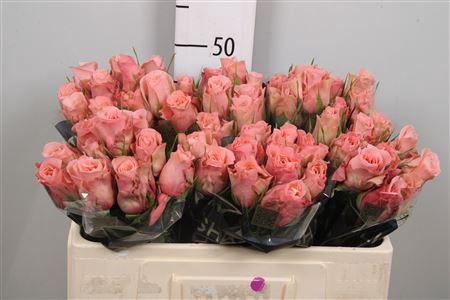 <h4>R Gr Maureen</h4>