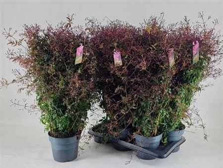 <h4>Jasm Polyanthum Rz 500+</h4>