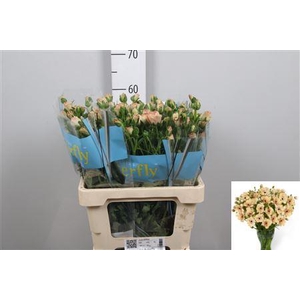 Ran Butterfly Hestia