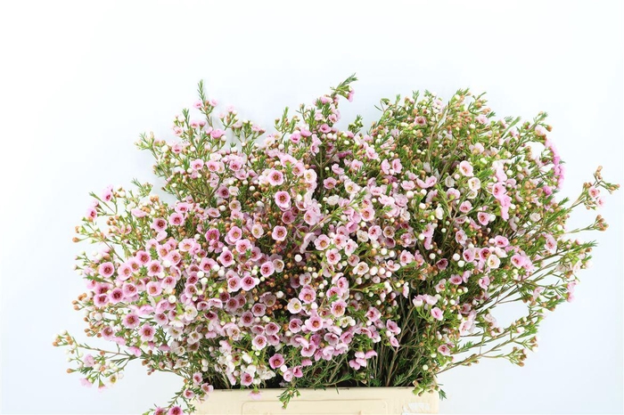 <h4>Chame Pink Leilani</h4>