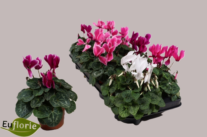 <h4>CYCL KL SUP CARINO</h4>