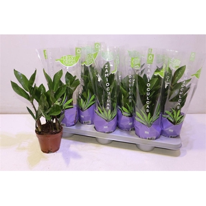 arr8 Zamio Zamiifolia