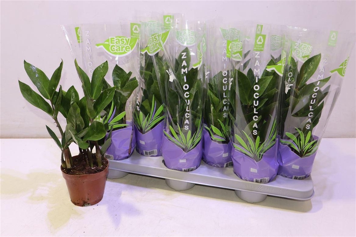 <h4>arr8 Zamio Zamiifolia</h4>