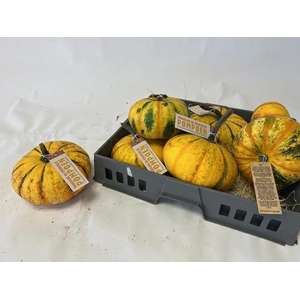 CUCURBITA