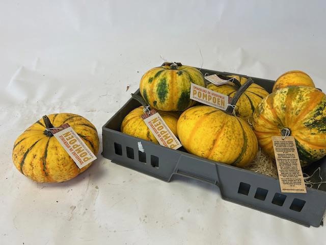 <h4>CUCURBITA</h4>