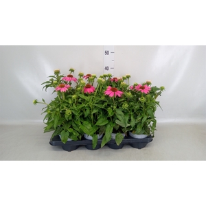 Echinacea  'Sombrero Rose'