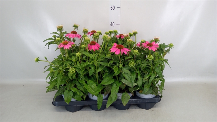 <h4>Echinacea  'Sombrero Rose'</h4>