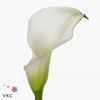 Zantedeschia crystal blush
