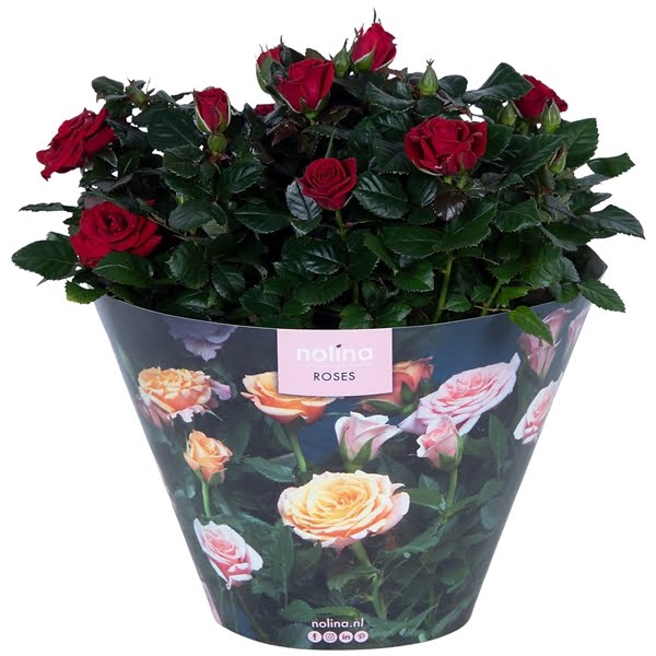 <h4>Nolina Roses Excellent Bowl Ø 23 Red</h4>