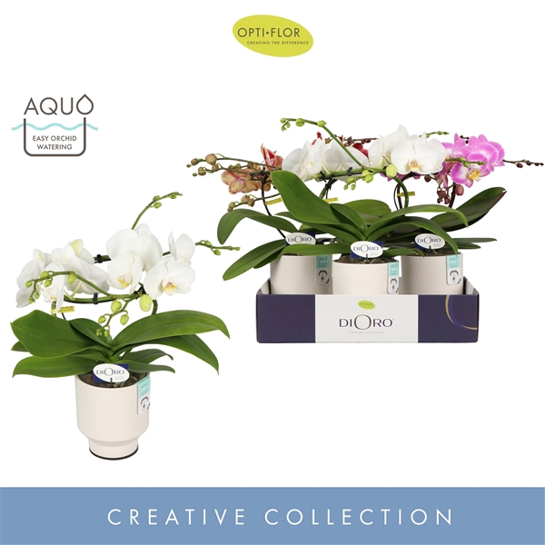 <h4>Dioro Mix 2 spike in Emilia White Aquo</h4>