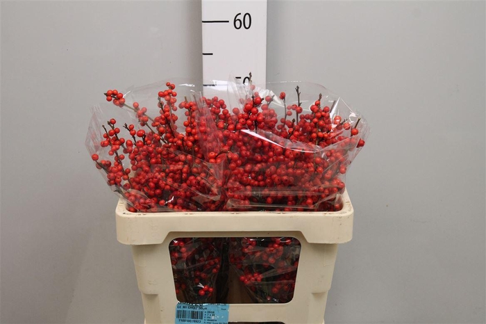 <h4>Ilex Ve Rode Bes</h4>