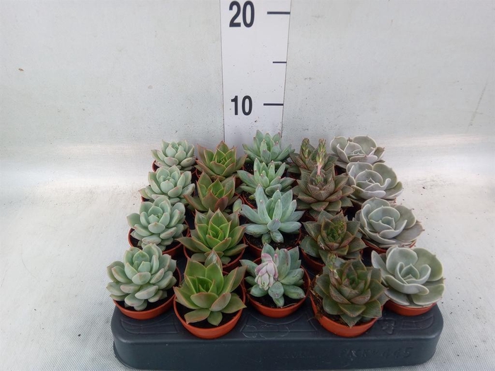 <h4>Echeveria   ...mix</h4>
