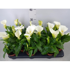 Zantedeschia   ...