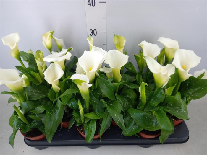 <h4>Zantedeschia   ...</h4>