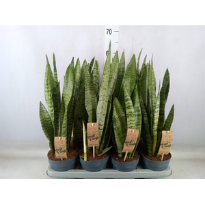 Sansevieria zeylanica