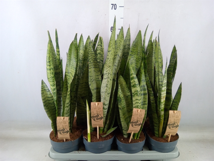 <h4>Sansevieria zeylanica</h4>