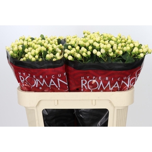 Hypericum Cool Romance