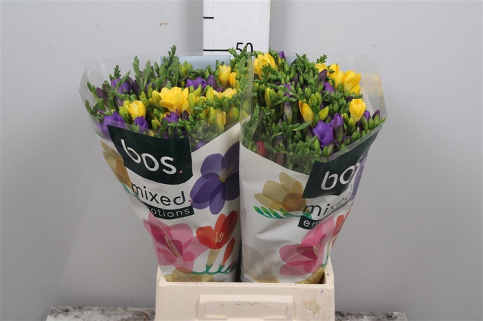 <h4>Fr En Gemengd 17gr (op Kleur!)</h4>