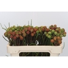 Kaaps Groen Baubles