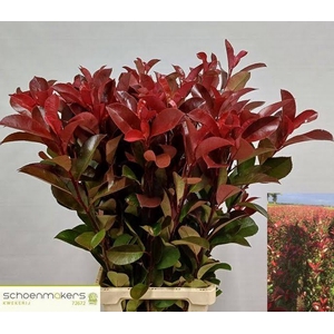 Photinia Red Robin Schoemakers