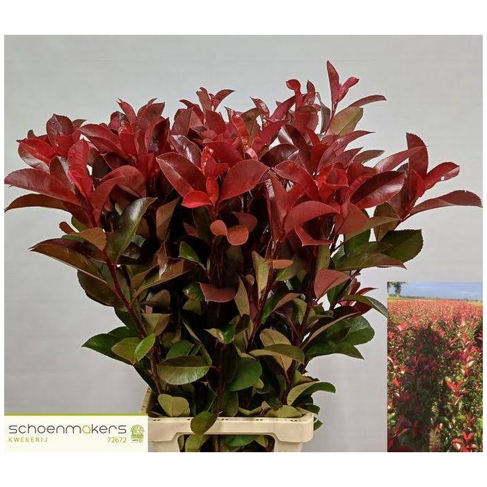 <h4>Photinia Red Robin Schoemakers</h4>