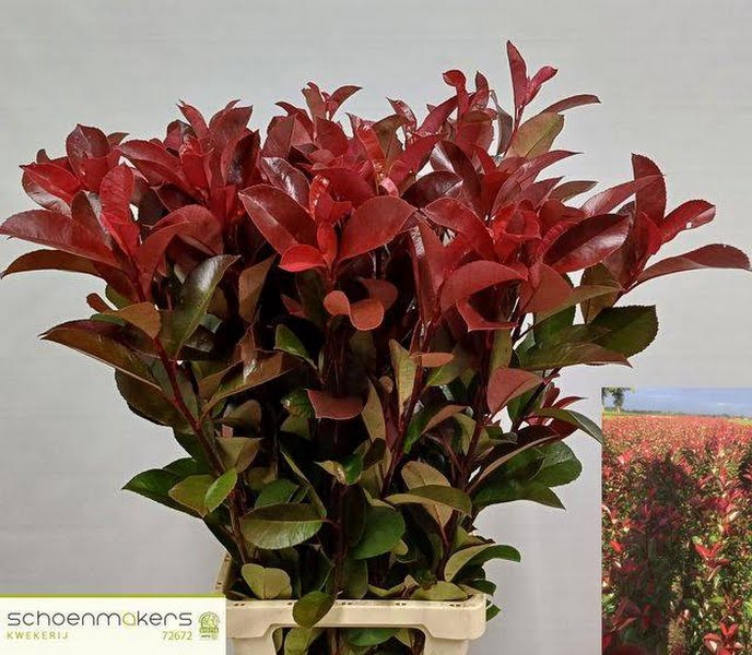 Photinia Red Robin Schoemakers