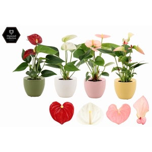 Anthurium 6 cm 4 color mix in Ufo ceramics