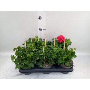 Pelargonium pelt.   ...