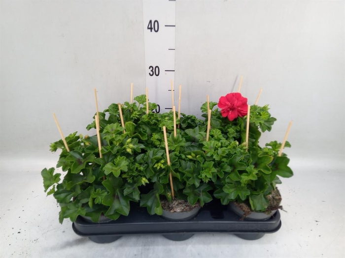 <h4>Pelargonium pelt.   ...</h4>