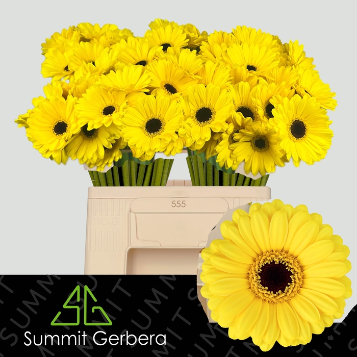 <h4>GE MI SUNSHINE</h4>