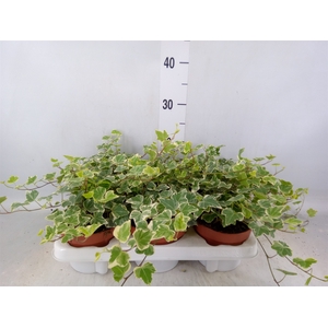 Hedera helix 'White Wonder'