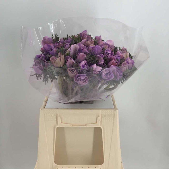 <h4>ANEM TALCO MILKA</h4>