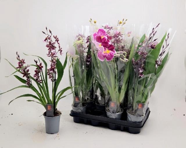 <h4>ORCHIDEEEN GEM</h4>