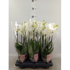 Phalaenopsis  'Ant Inverness'