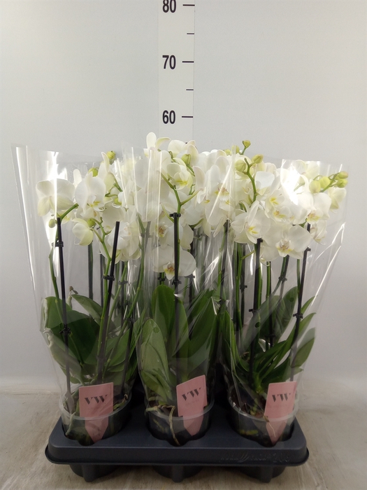 <h4>Phalaenopsis  'Ant Inverness'</h4>