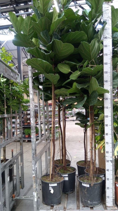 <h4>Ficus lyrata</h4>