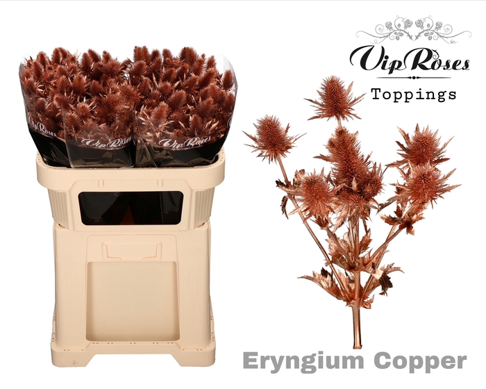 ERYNGIUM SUPERNOVA COPPER 60cm