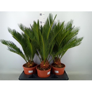 Cycas revoluta