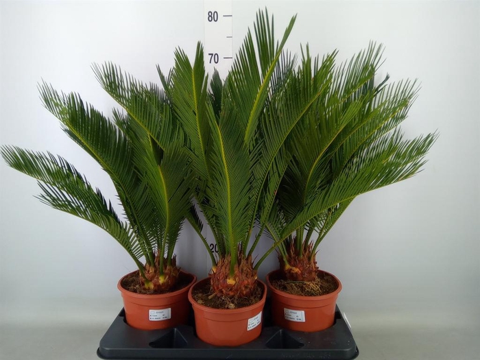 <h4>Cycas revoluta</h4>