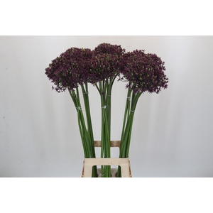 Allium Cherry