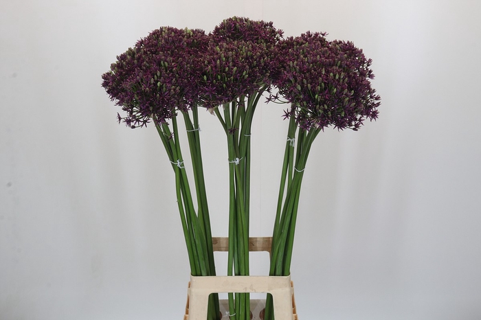 <h4>Allium Cherry</h4>