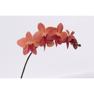 PHAL ULTIMATE BROWN TAK 7-9