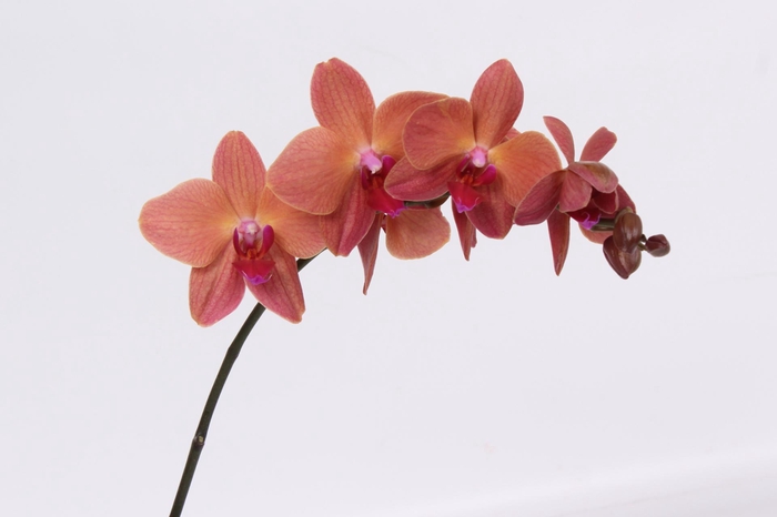 <h4>PHAL ULTIMATE BROWN TAK 7-9</h4>