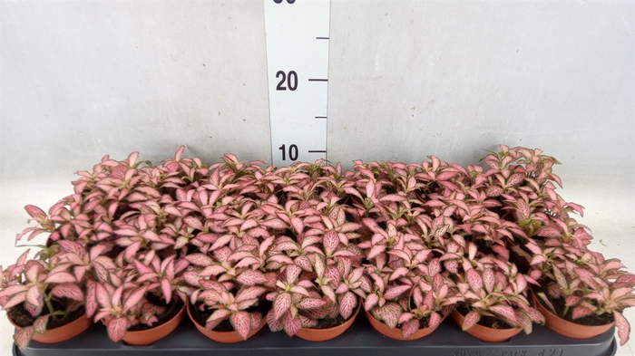 <h4>Fittonia  'Mosaic Pink Forest Flam'</h4>