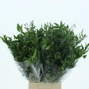 Ruscus Soft Short 200 Gr