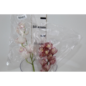 CYMBIDIUM HT MIN 9 FLS ROSA CLARO