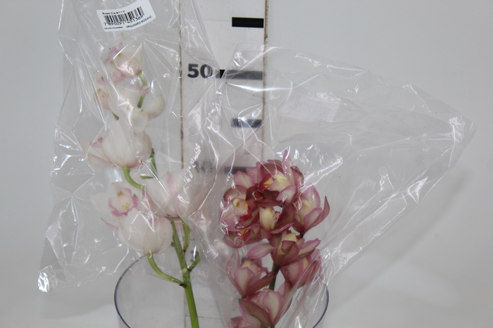 <h4>CYMBIDIUM HT MIN 9 FLS ROSA CLARO</h4>